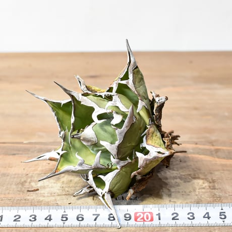 アガベ チタノタ "精品ハデス" / 精品黒帝斯、精品恐竜牙歯 【台湾 dragon agave産/中株/抜き苗】RF25011701