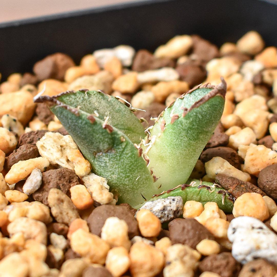 アガベ 　雪豹　子株 アガベ チタノタ 