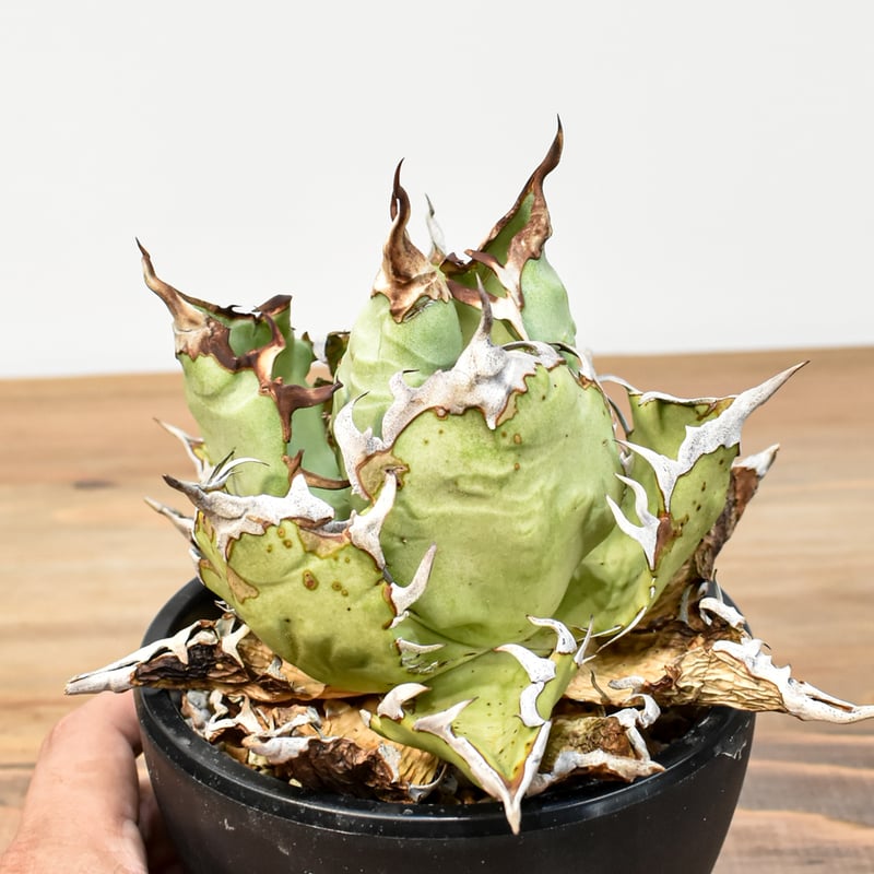 アガベ チタノタ 精品チーター 