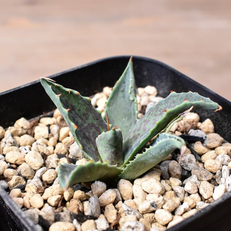 アガベ ハイブリット "邪霊" (特白肌怒雷神×血妖) 【台湾botanical_seeker産】A RF25011744