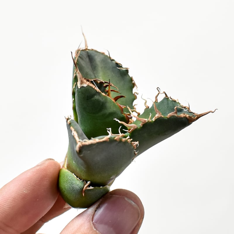 アガベ チタノタ オテロイ 極上選抜 プラステラ105付き 【公式通販】