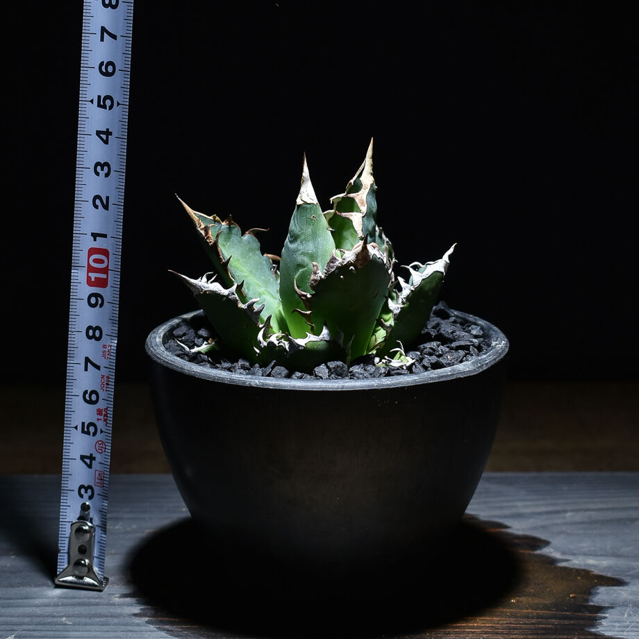 アガベ チタノタ 