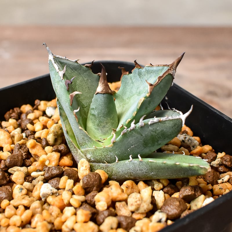 アガベ チタノタ 