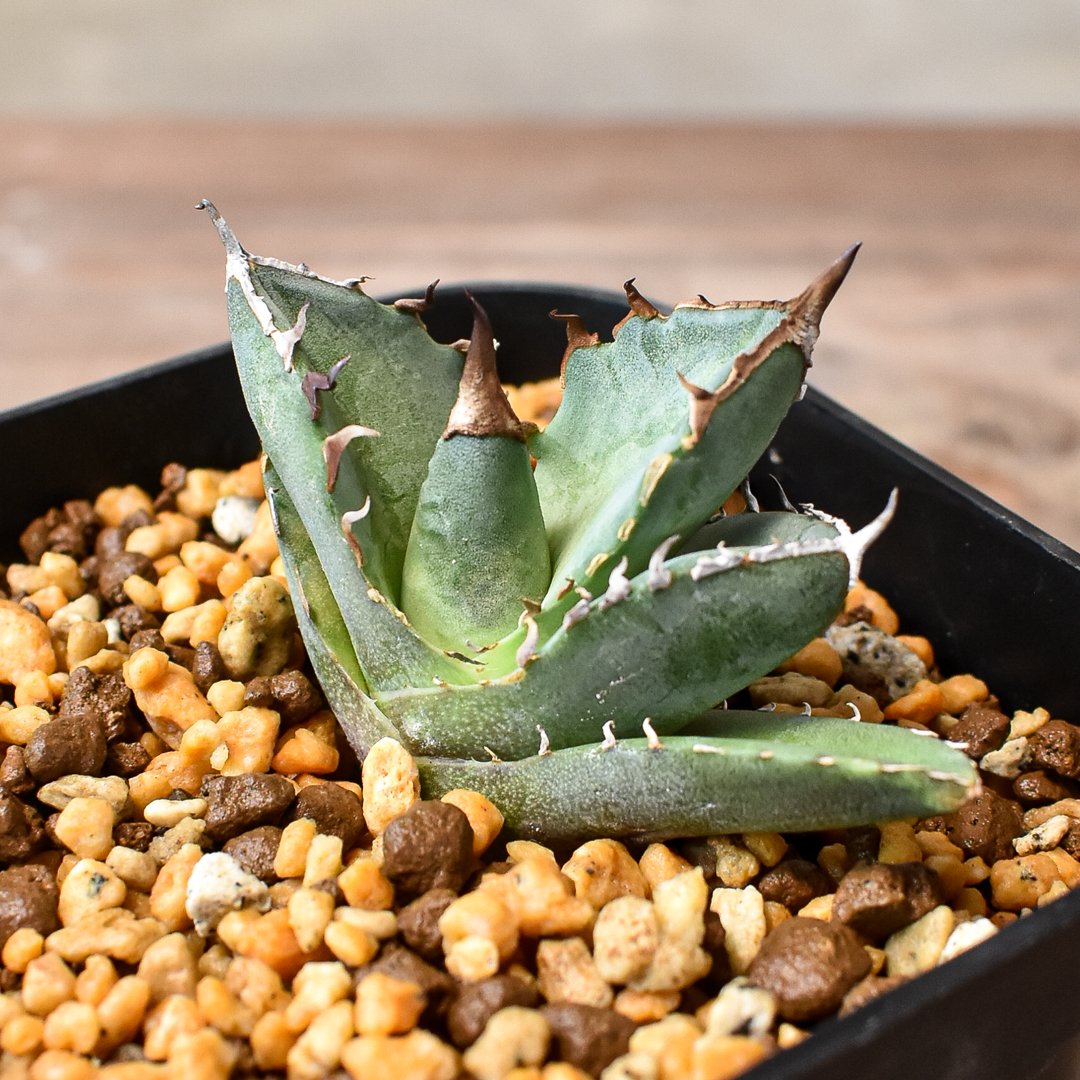 アガベ チタノタ 