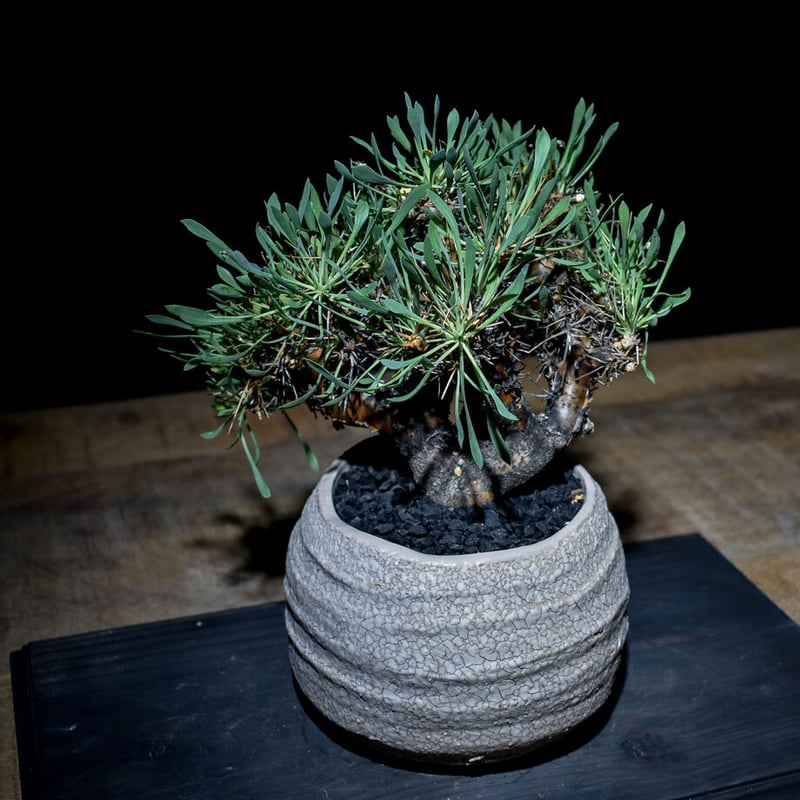 オトンナ ユーフォルビオイデス 