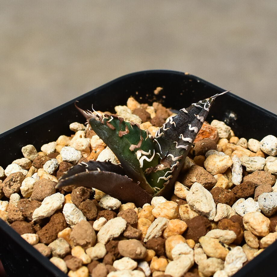 アガベ チタノタ 