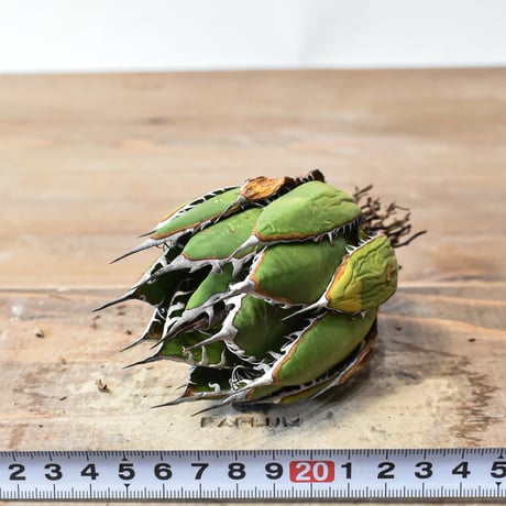 アガベ 精品ホリダ "精品狂刺霍利達"【台湾 dragon agave産/中株/抜き苗】A94