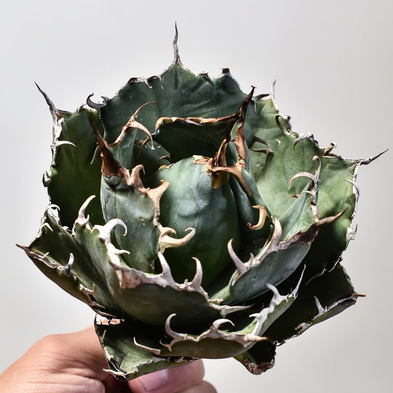 F*】様 【ボール型・特大スペシャル株】アガベ・チタノタ ①/抜き苗発送 ボール型・特大スペシャル株】アガベ・チタノタ ①/抜き苗発送