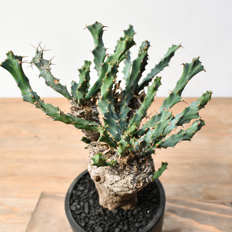 ユーフォルビア クラビゲラ 