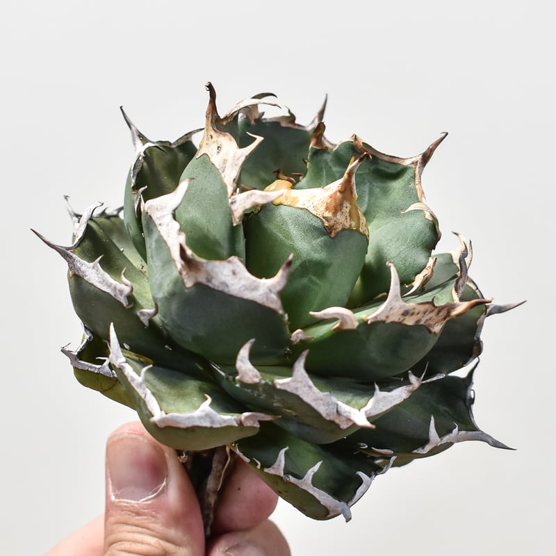 アガベ チタノタ 