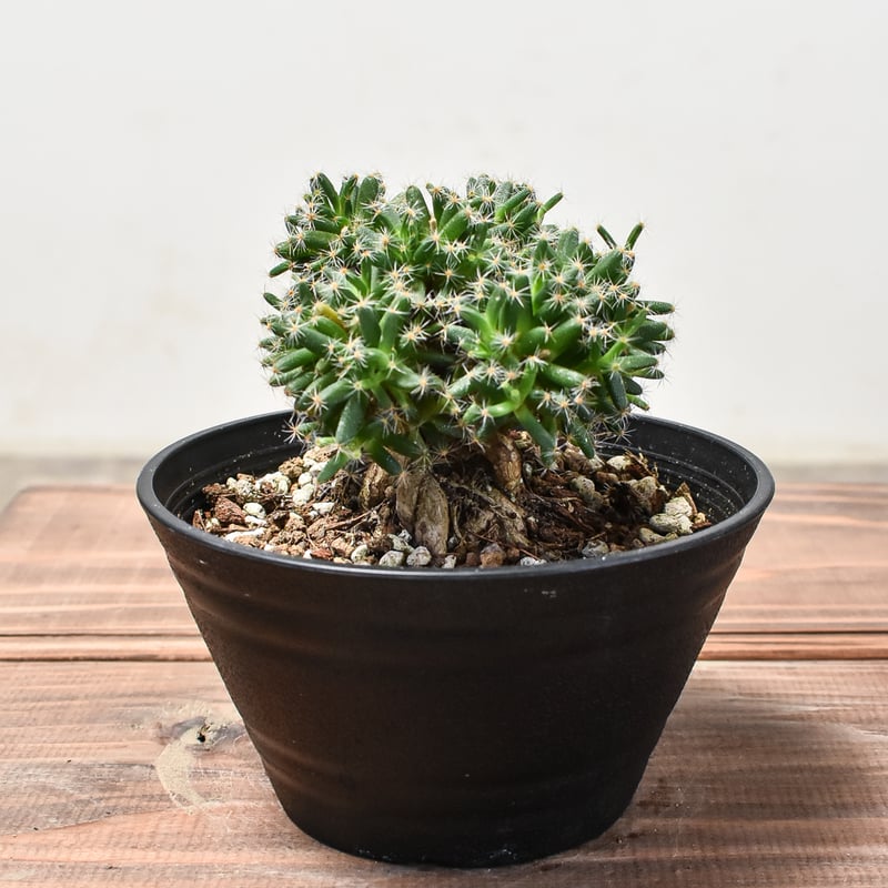 トリコディアデマ デンサム 