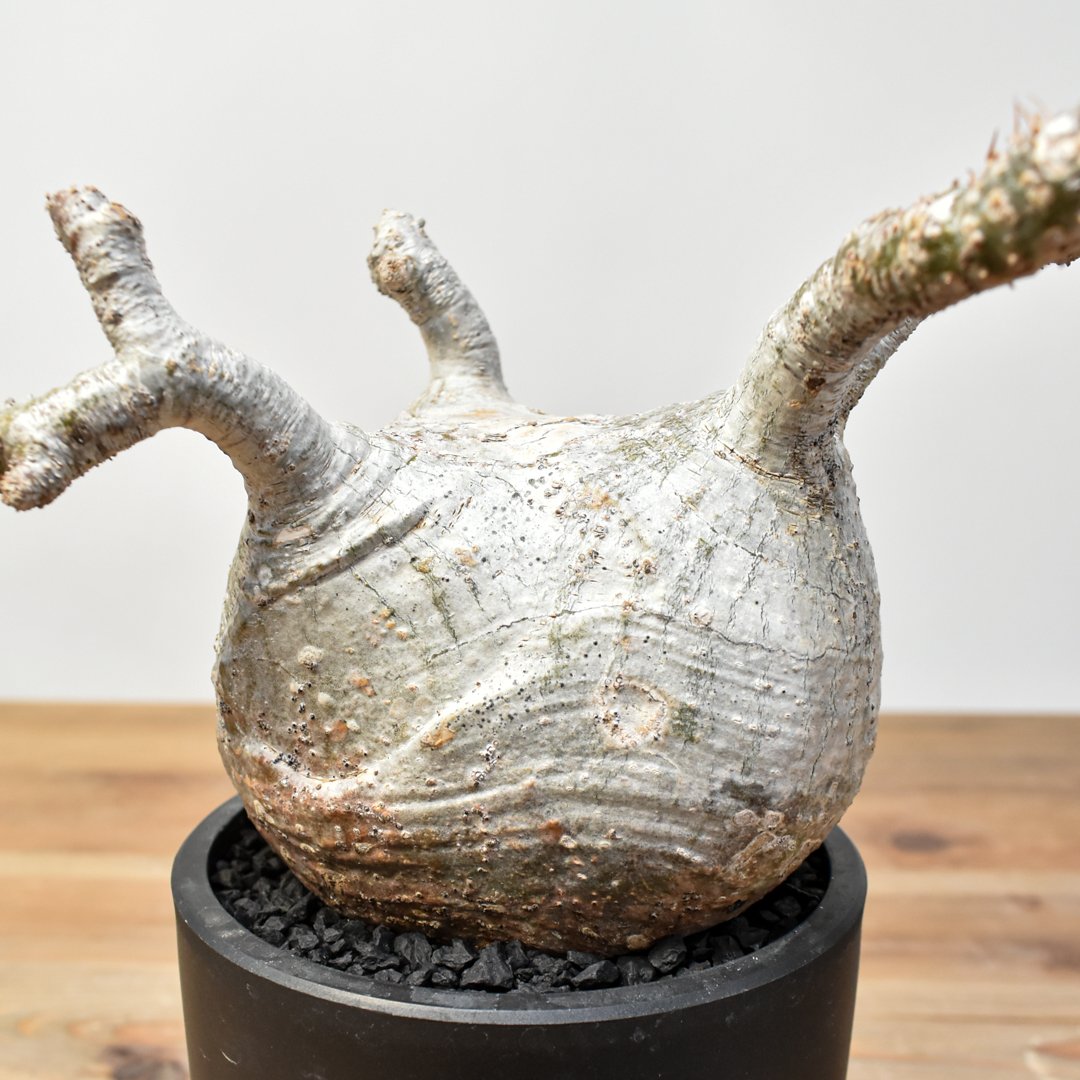 パキポディウム グラキリス 鳥のようなグラキリス 発根済み 珍奇