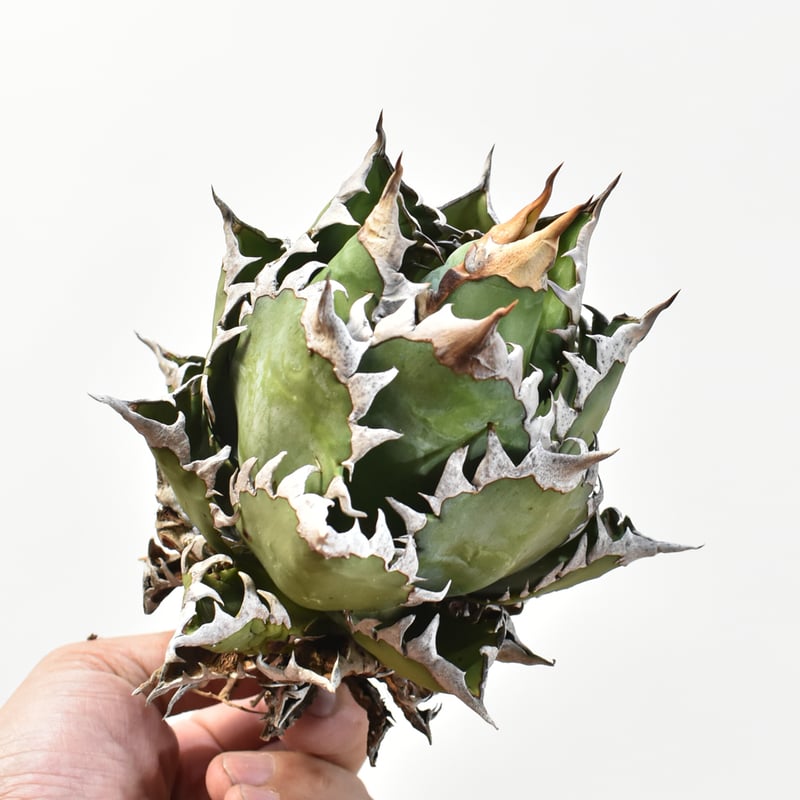 国内実生最高峰】アガベ チタノタ 赤猫 / レッドキャット【OSPセレクト