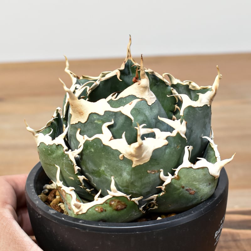 5CLAW】アガベ チタノタ “精品白鯨” 【台湾 dragon agave産/発根済み/中