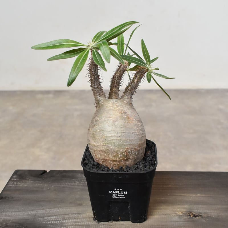 パキポディウム グラキリス (発根済み) RF230807 | RAFLUM / ラフラム｜