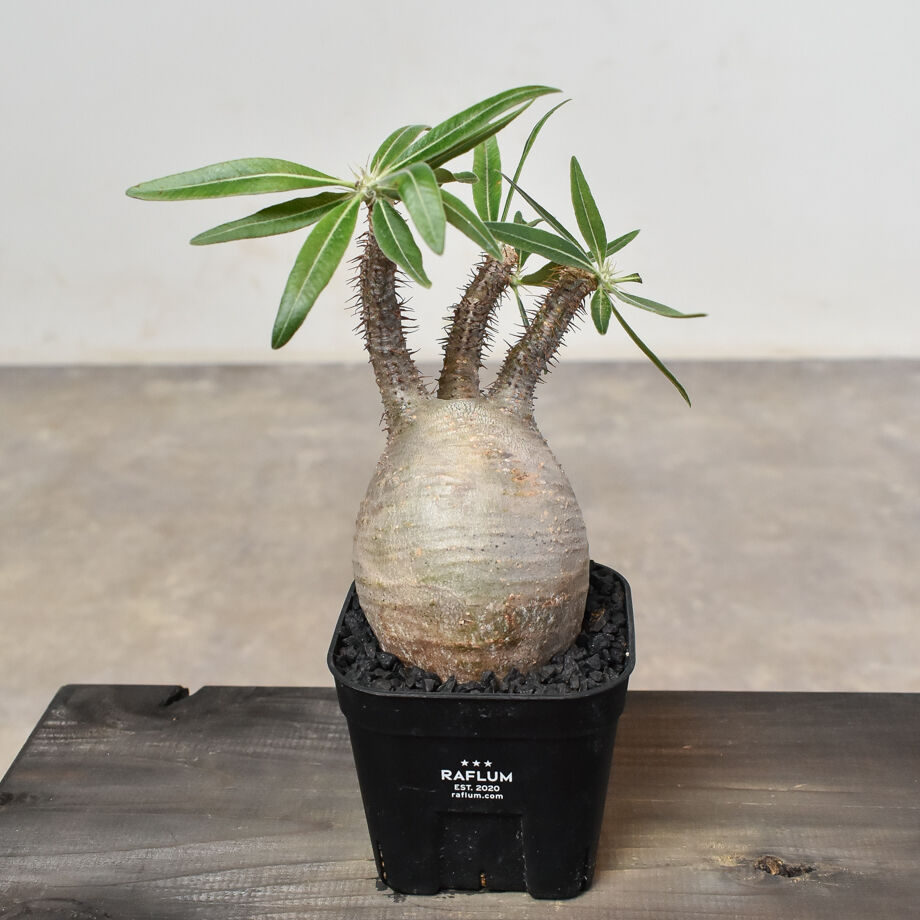 パキポディウム グラキリス (発根済み) RF230807 | RAFLUM / ラフラム｜
