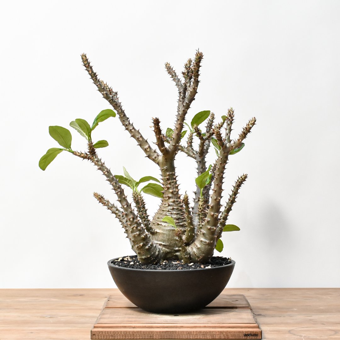 大株 パキポディウム RAFLUMコレクション】パキポディウム ウィンゾリー 