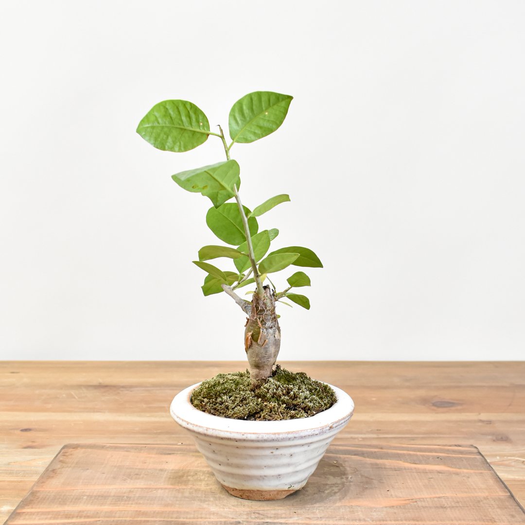 WACK” ON YOUR SIDE】ブルセラ シンプリキフォリア WACK-A111