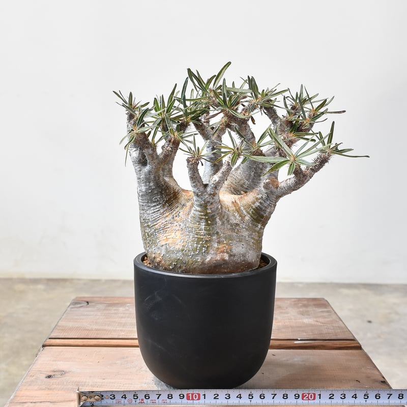 パキポディウム グラキリス 【現地球/発根済み】E HK2402384(T) | RAFLU