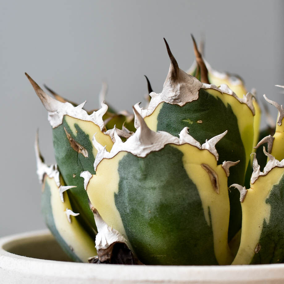 アガベ　チタノタ　スナグルトゥース　中株 アガベ チタノタ スナグルトゥース【存在感抜群の大人気株！なかなか