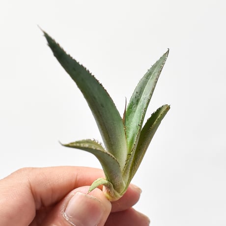 アガベ  "グリーンブル"/ "緑牛" 【台湾 dragon agave産/発根済み/子株】H DGC2410018(T)