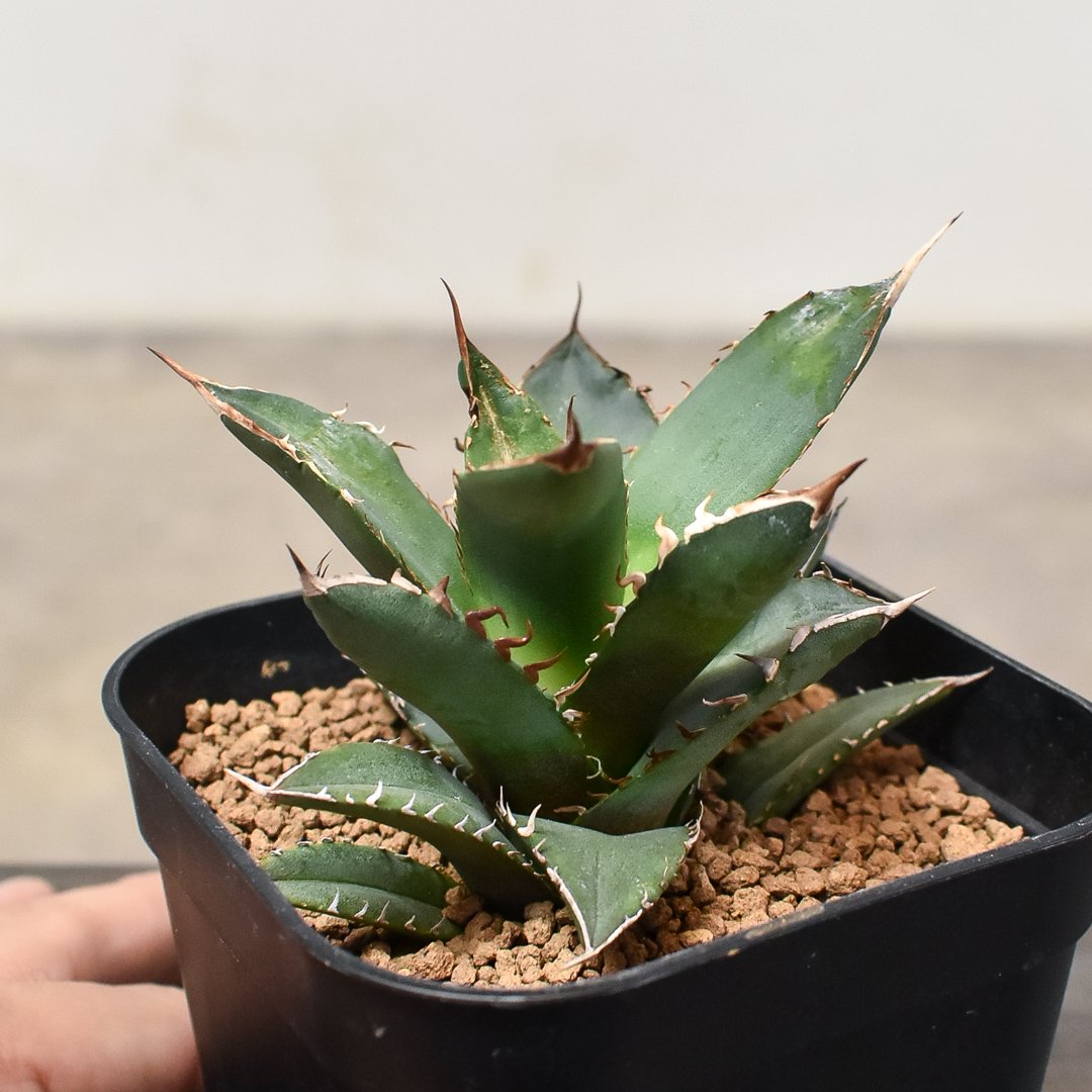 【強うねり刺】アガベ　チタノタ　中株　発根活着済み 強うねり刺】アガベ チタノタ 中株 発根活着済み