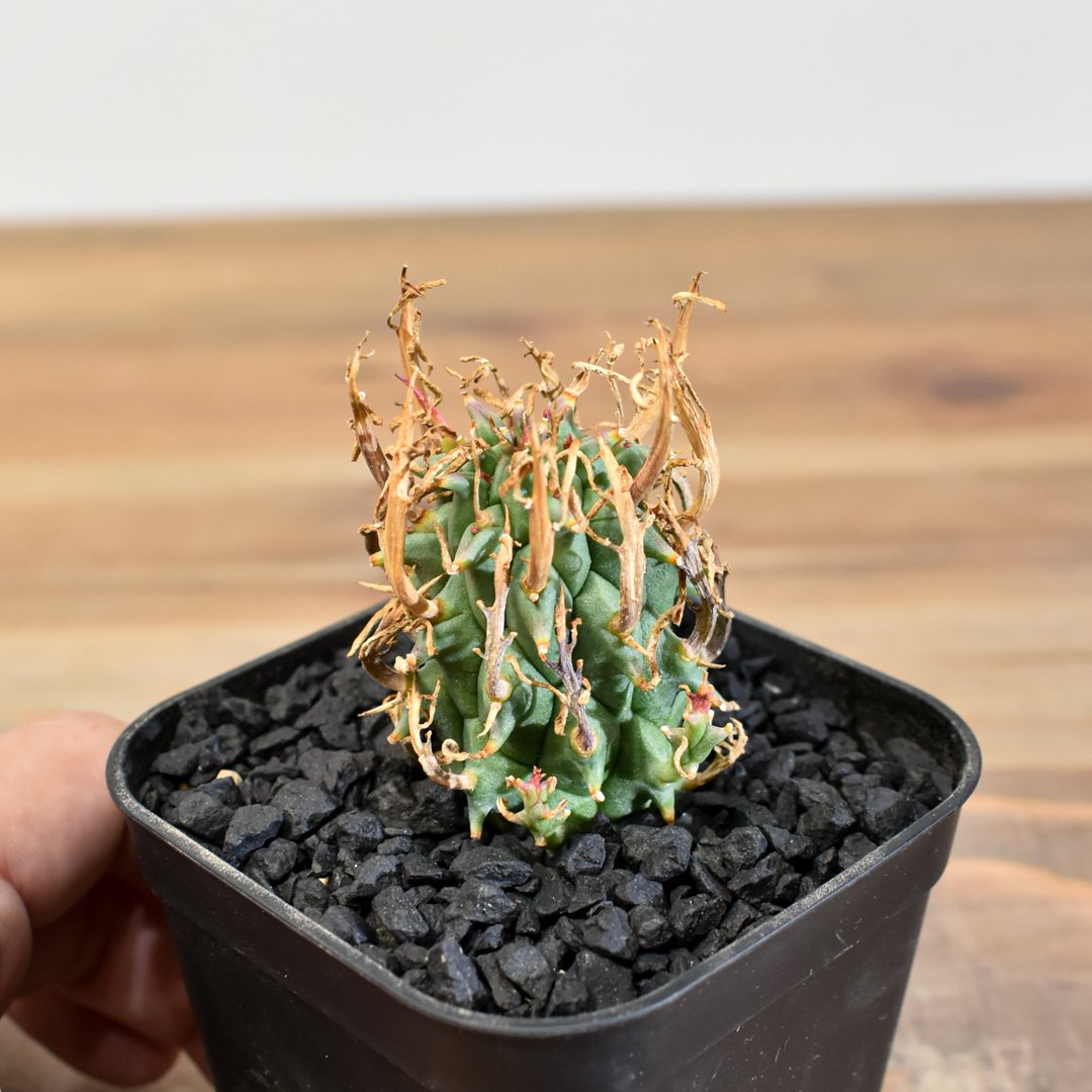 ユーフォルビア スコエンランディ① L size 闘牛角【実生苗】 ユーフォルビア スコエンランディL size 闘牛角【実生苗】