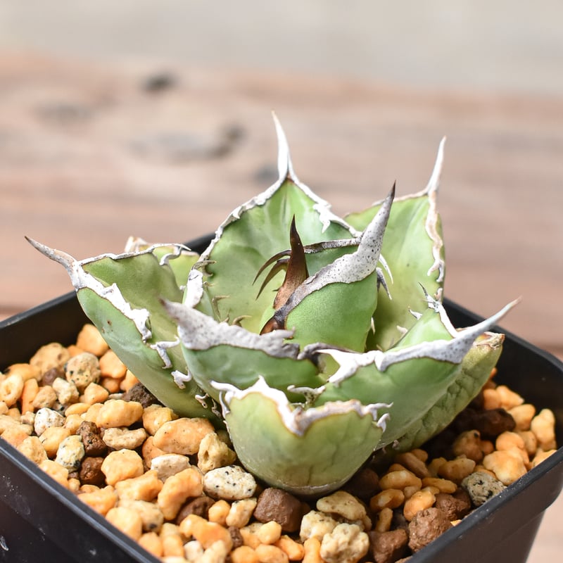 アガベ チタノタ 