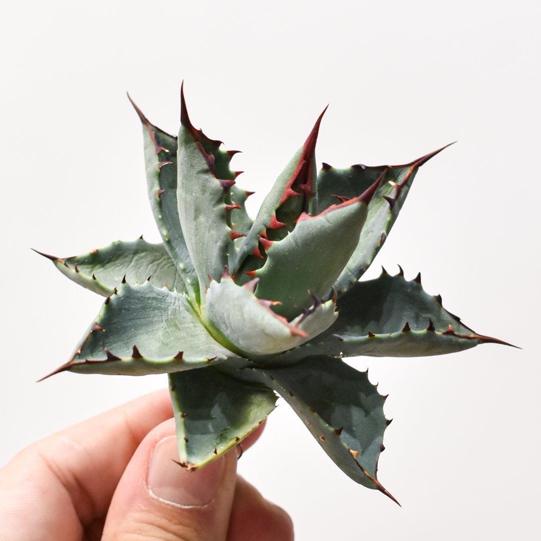 アガベ　ハイブリッド　イシスメンシスxパラサナ アガベ ハイブリッド イシスメンシスxパラサナ アガベ イシスメンシスx