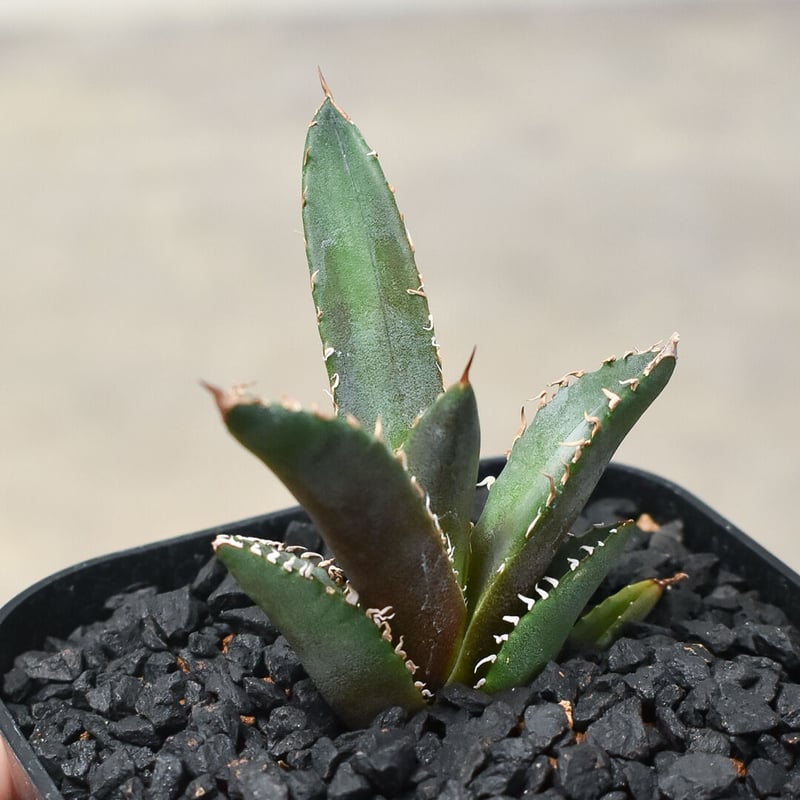 アガベ チタノタ ホワイトファイヤー 