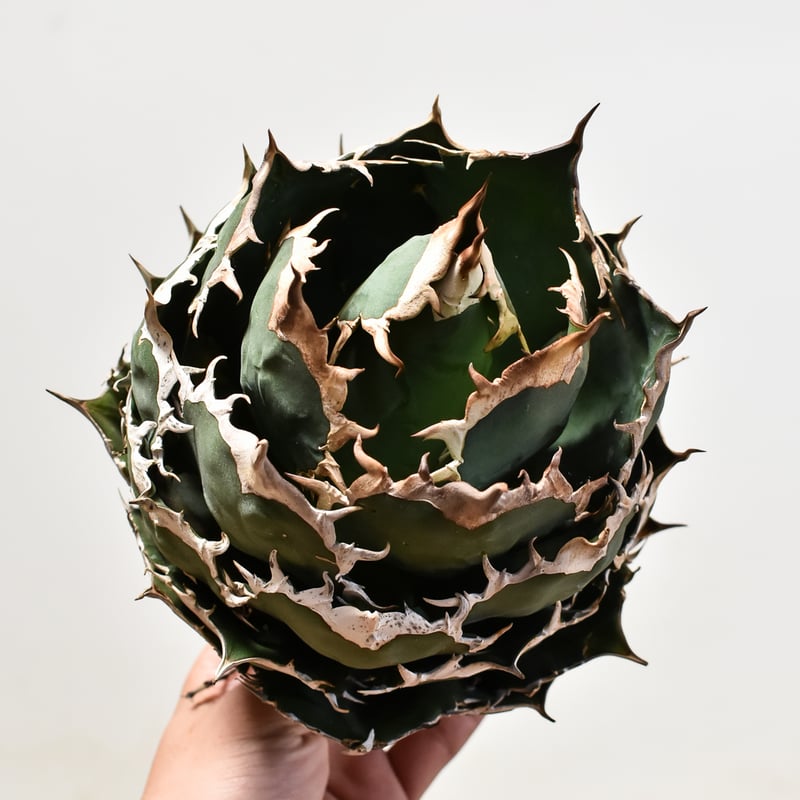 アガベ チタノタ オテロイ 