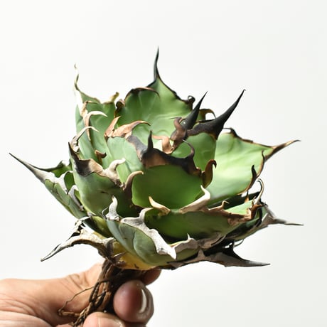 アガベ チタノタ "精品ハデス" / 精品黒帝斯、精品恐竜牙歯 【台湾 dragon agave産/中株/抜き苗】B86