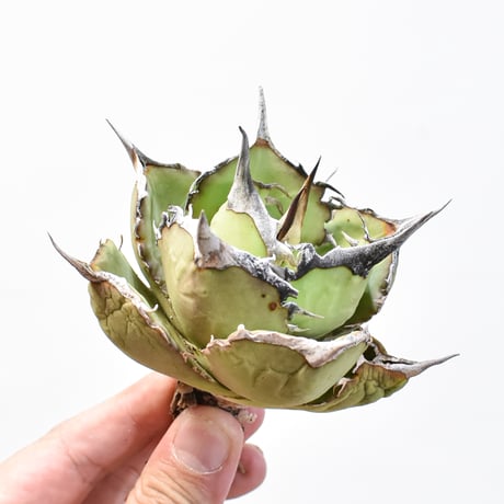 アガベ　巨獣 アガベ チタノタ 巨獣 | GREEN LUCK