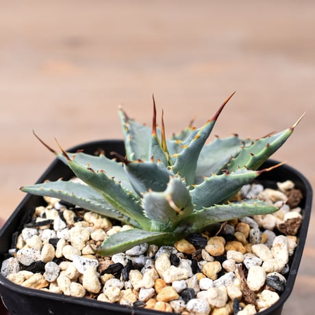 アガベ ハイブリット "特選血雷×象牙妖炎" (血斑無し個体)【台湾botanical_seeker産/選抜株】RF25011811