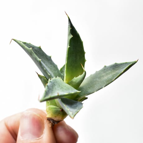 アガベ ハイブリット "邪霊" (特白肌怒雷神×血妖) 【台湾botanical_seeker産】RF25011589
