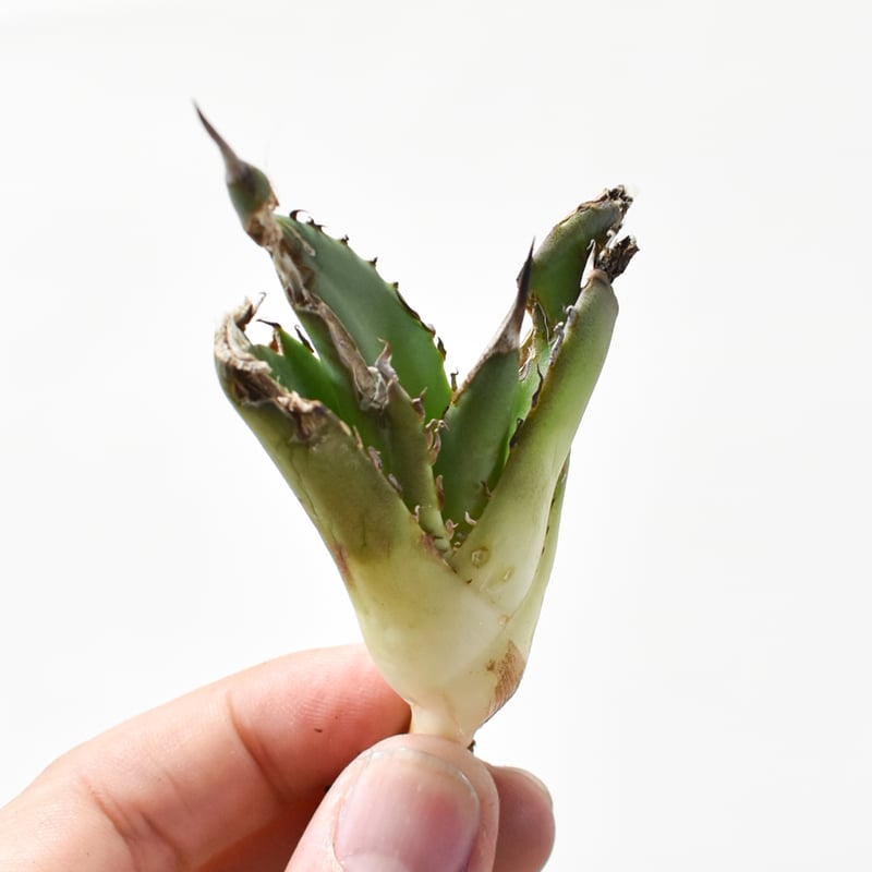 アガベ 白亜　子株 アガベチタノタ 白亜 子株013 | Le Ruban