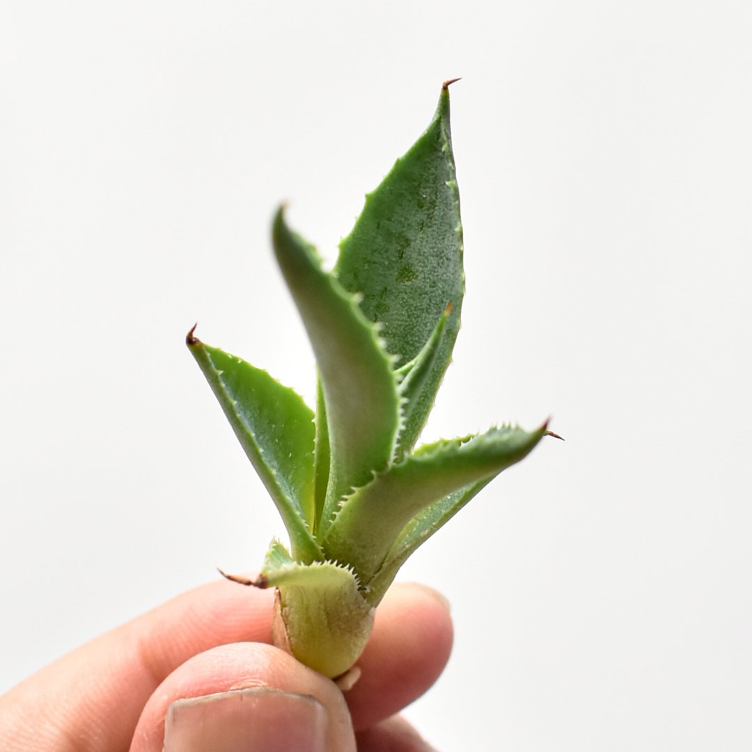 アガベ hybrid 屈原之舞扇×イシスメンシス/屈原x雷帝【台湾 dragon