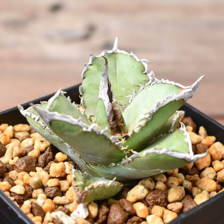 【goodtaniku】巨獣/蛮牛 管理株　鉢ごと発送 goodtaniku】巨獣/蛮牛 管理株 鉢ごと発送