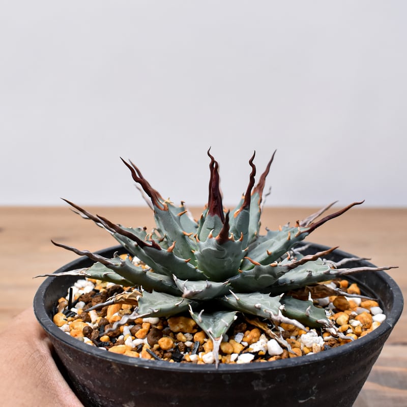 アガベ Dennis hybrid 妖炎X甲妖 /エボリスピナ