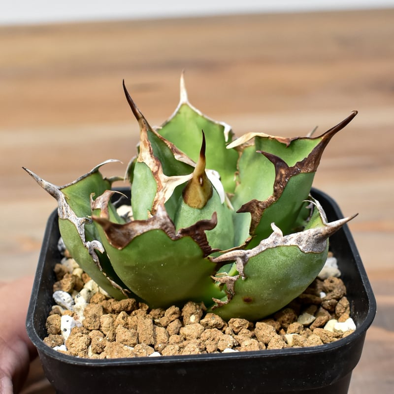 アガベ チタノタ 