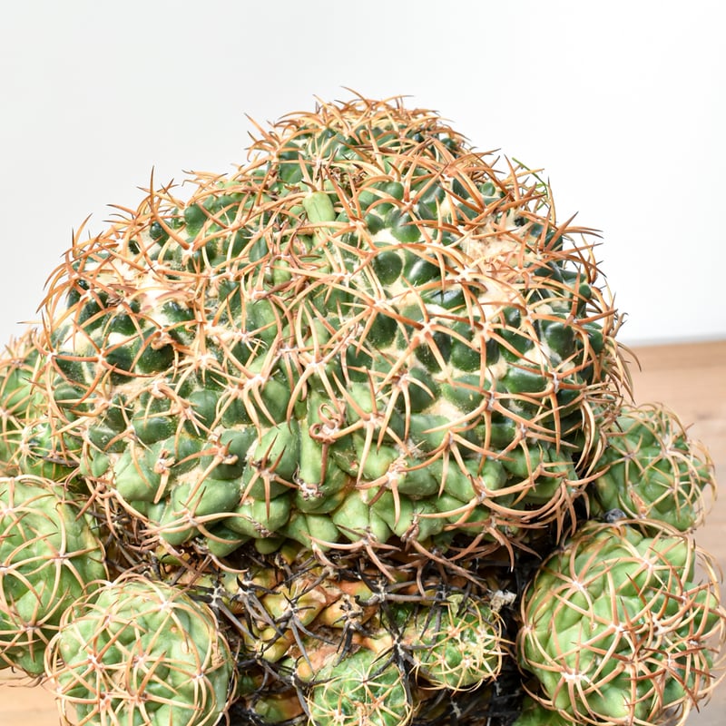 【希少ギムノ】白肌扁平エスペランザエ ギムノカリキウム 太平丸 菊水 帝冠 銀冠 Gymnocalycium asterium f. ギムノカリキウム属 黒刺鳳頭（豪刺