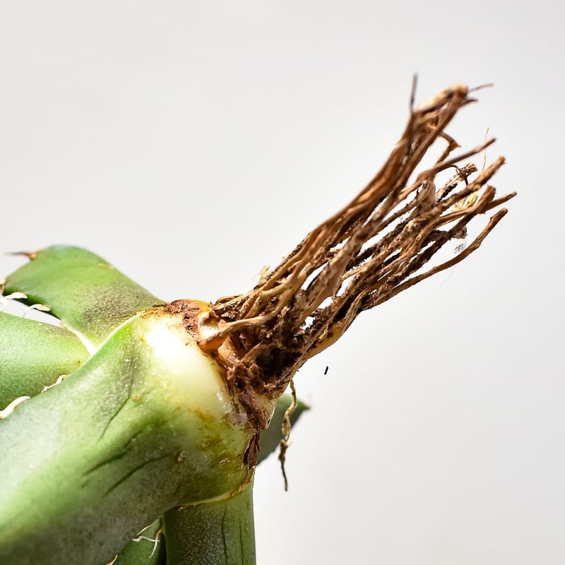 アガベ チタノタ シーザー / 凱撒 【台湾 dragon agave産/TC子株/抜き