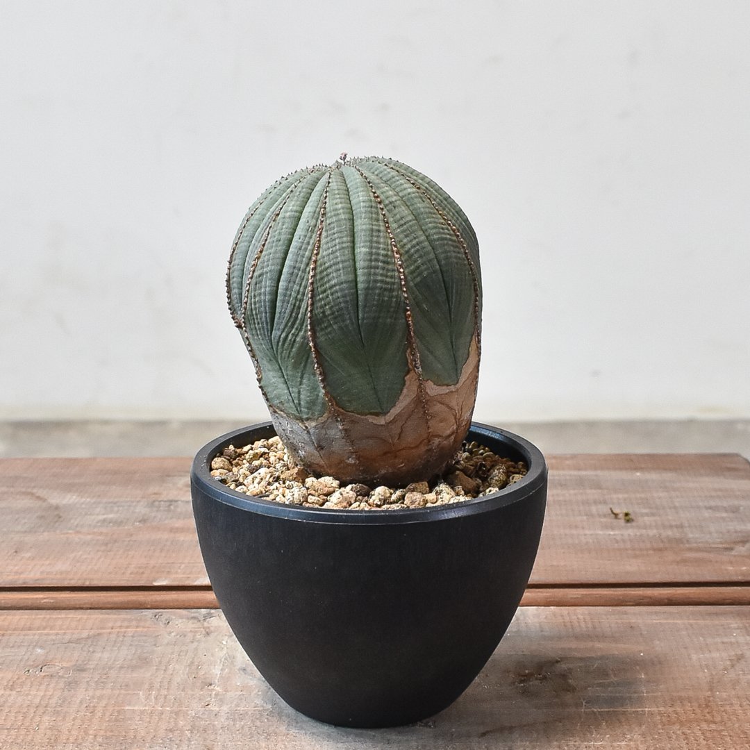 オベサ ベアルート ヴィンテージ 発根済み SS級！極上特選大株