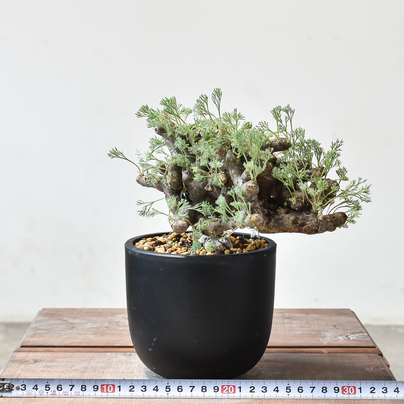 サルコカウロン ムルチフィズム 【発根済み】HK2409037 | RAFLUM