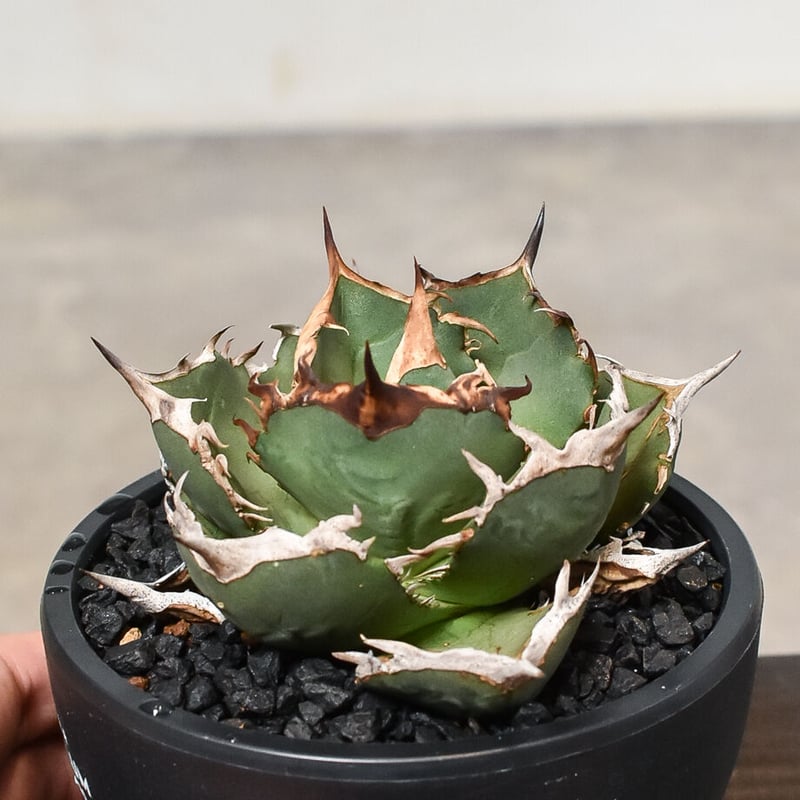 アガベ チタノタ 