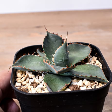 アガベ ハイブリット 曙光 ×（パラサナ、イシスメンシス）【台湾botanical_seeker産】F RF25011577