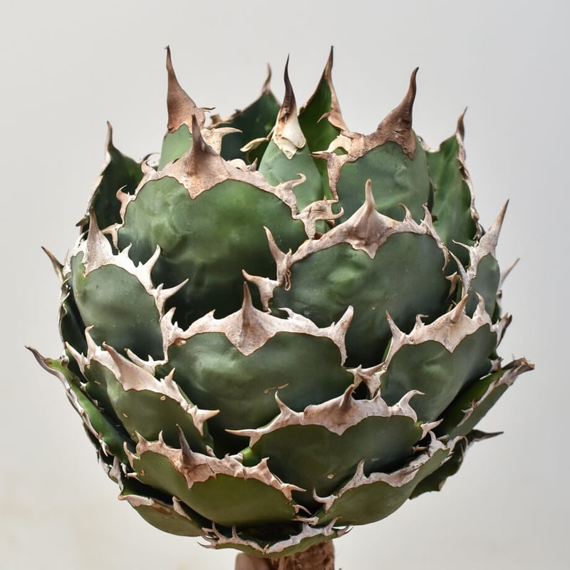 アガベ　チタノタ　オテロイ　実生　選抜 選抜株】アガベ・オテロイ”ドワーフフォーム” 3号ロングポット