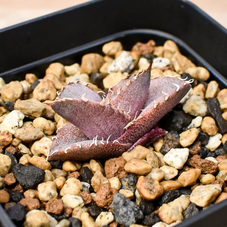 【RAFLUM育成株 5個セット】アガベ Mexico oteroi seeding / オテロイ実生 メキシコ産  【RAFLUM産/実生/子株】A