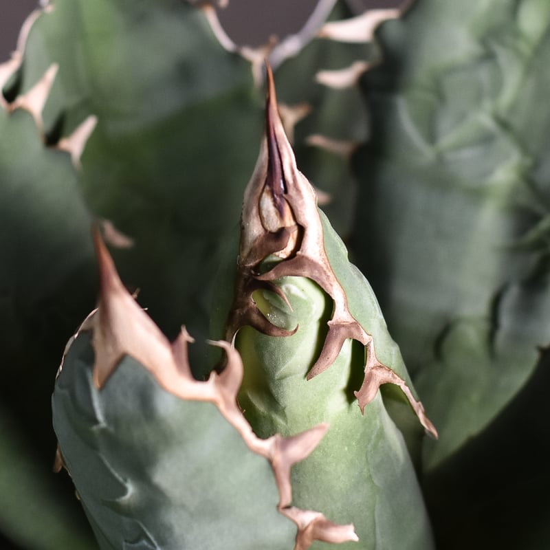 アガベ チタノタ テレサ【カリフォルニア産/子株販売/発根済み