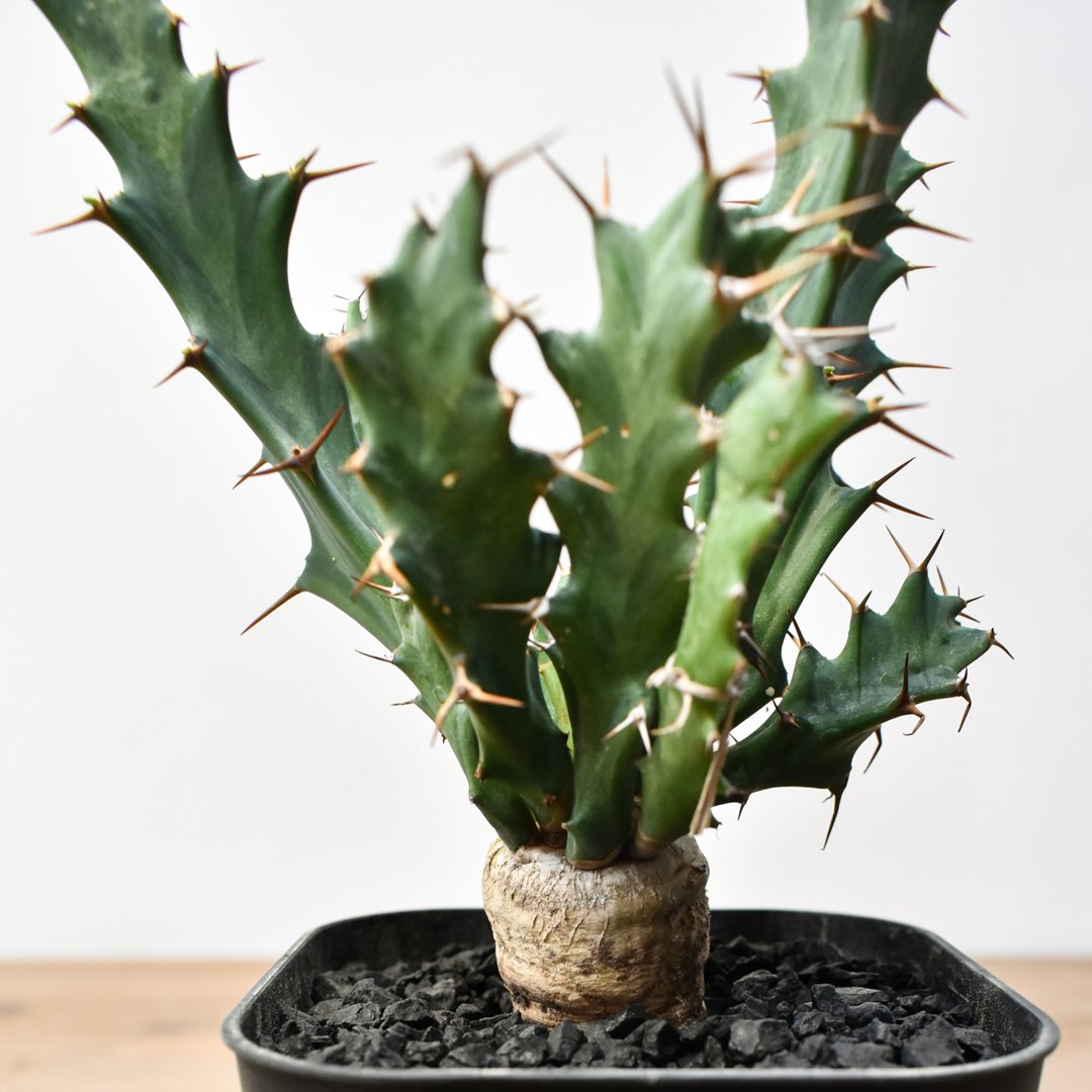 ユーフォルビア クラビゲラ 【実生】 RFHK25011505 | RAFLUM / ラフラム